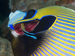 Emperor angelfish and cleaner wrasse by Doug Anderson 